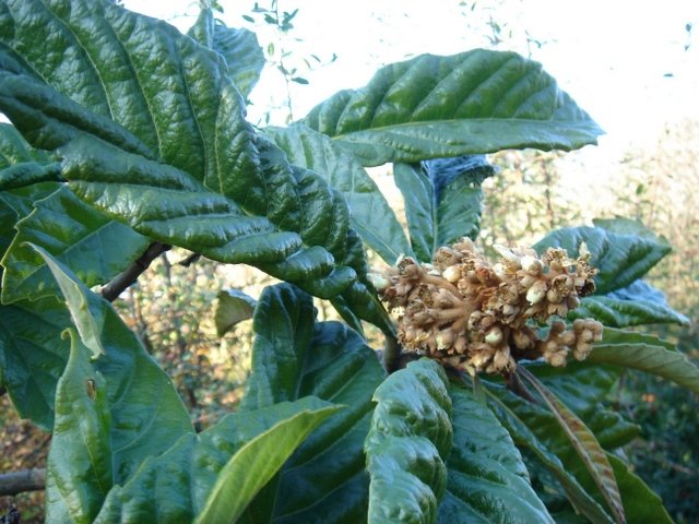 Eriobotrya japonica